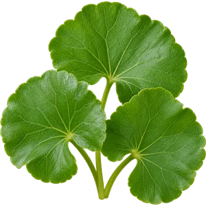 Centella-asiatica-Extrakt