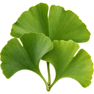Ginkgo-biloba-Blattextrakt
